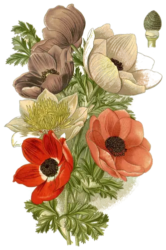 Anemone (Anemone coronaria), botanical plate