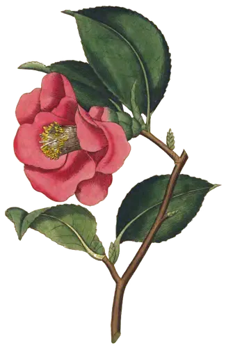 Camellia (Camellia japonica), botanical plate