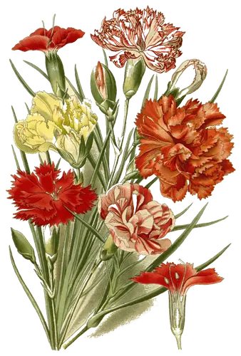 Carnation (Dianthus caryophyllus), botanical plate