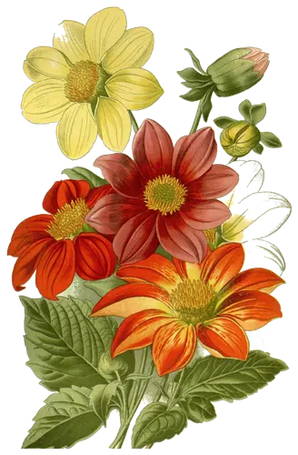 Dahlia (Dahlia), botanical plate