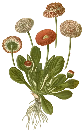 Daisy (Bellis perennis), botanical plate