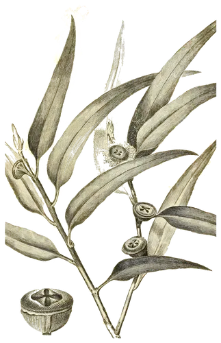 Eucalyptus (Eucalyptus globulus), botanical plate