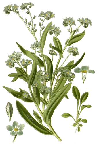 Forget-me-not (Myosotis), botanical plate