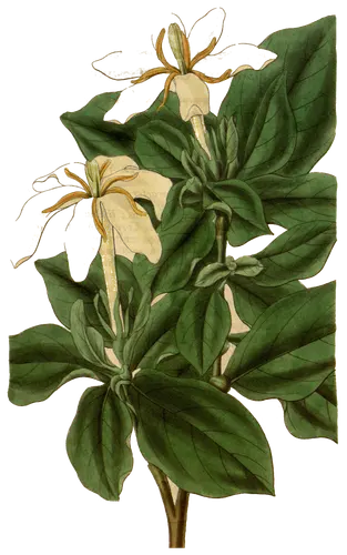 Gardenia (Gardenia), botanical plate