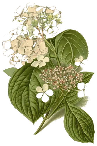 Hydrangea (Hydrangea hortensis), botanical plate