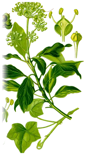 Ivy (Hedera helix), botanical plate