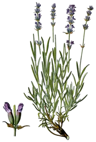 Lavender (Lavandula angustifolia), botanical plate