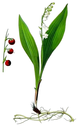 Lily of the valley (Convallaria majalis), botanical plate