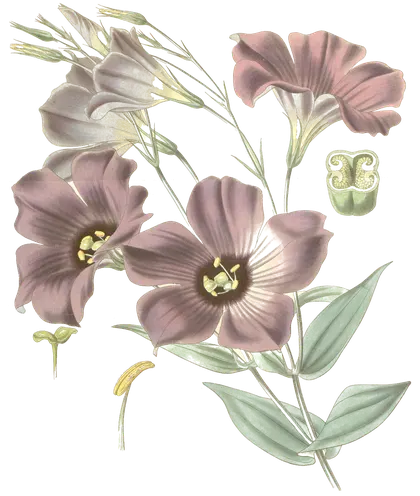 Lisianthus (Eustoma russellianum), botanical plate