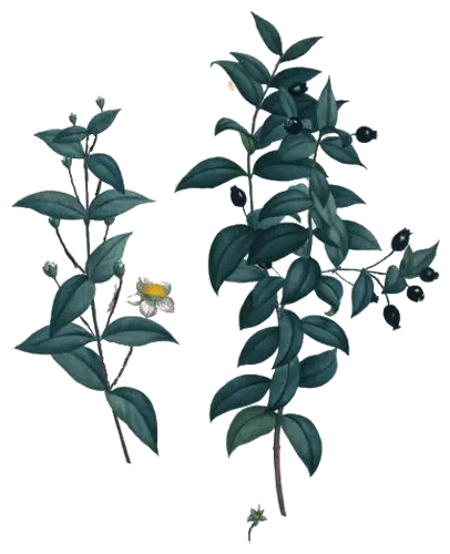 Myrtle (Myrtus communis), botanical plate