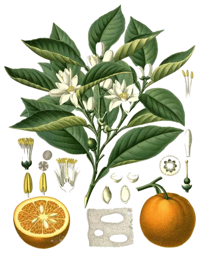Orange blossom (Citrus aurantium), botanical plate
