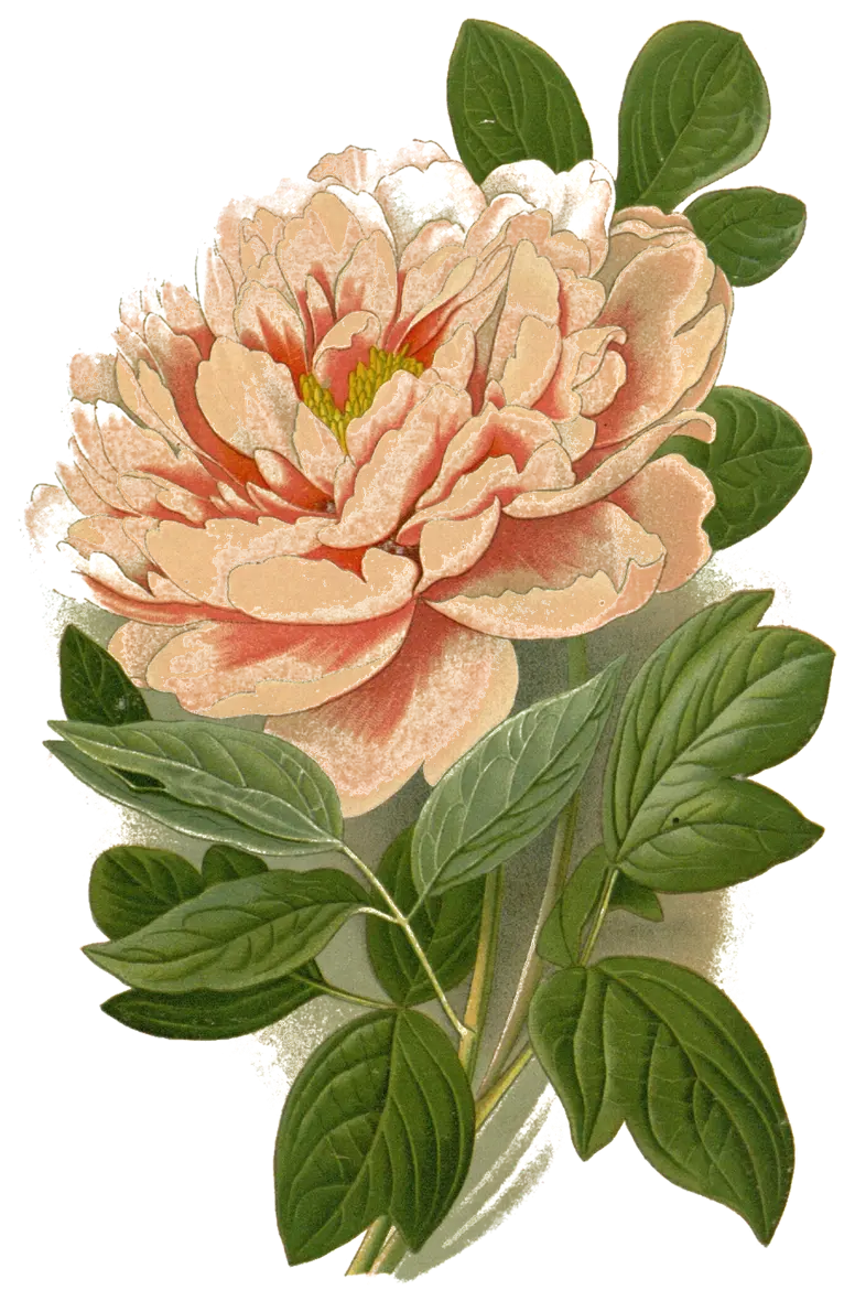 Peony (Paeonia suffruticosa), botanical plate