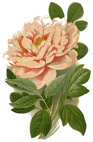 Peony (Paeonia suffruticosa), botanical plate