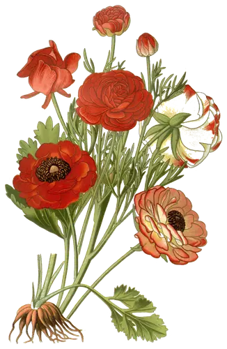 Ranunculus (Ranunculus asiaticus), botanical plate