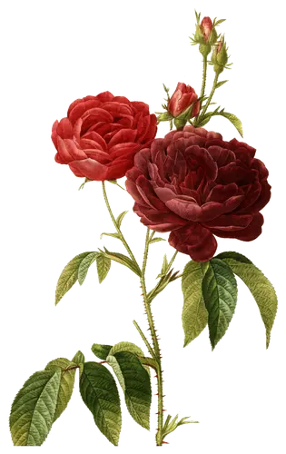 Red rose (Rosa gallica), botanical plate