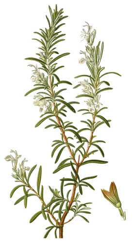 Rosemary (Rosmarinus officinalis), botanical plate