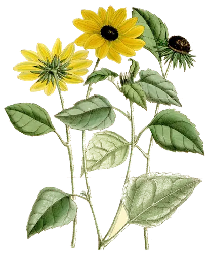 Sunflower (Helianthus debilis), botanical plate