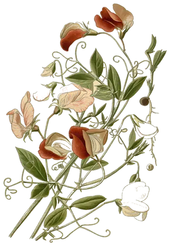 Sweet pea (Lathyrus odoratus), botanical plate