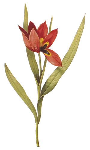 Tulip (Tulipa agenensis), botanical plate