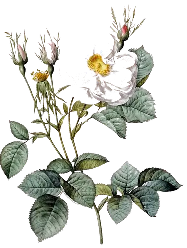 White rose (Rosa alba), botanical plate